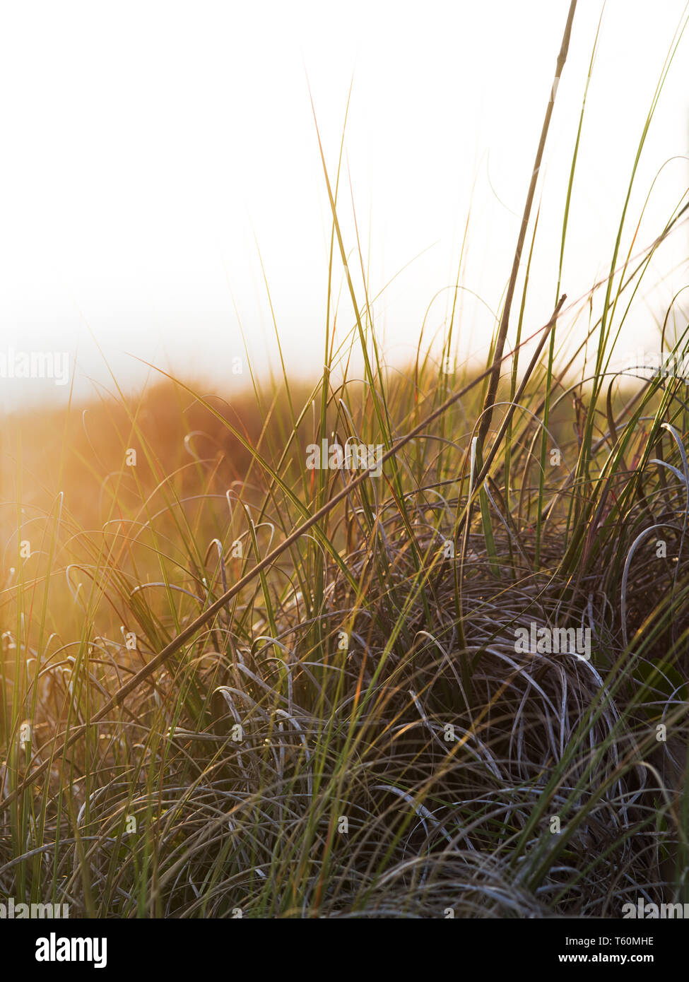 Sun shining through tall grass. Stock Photo