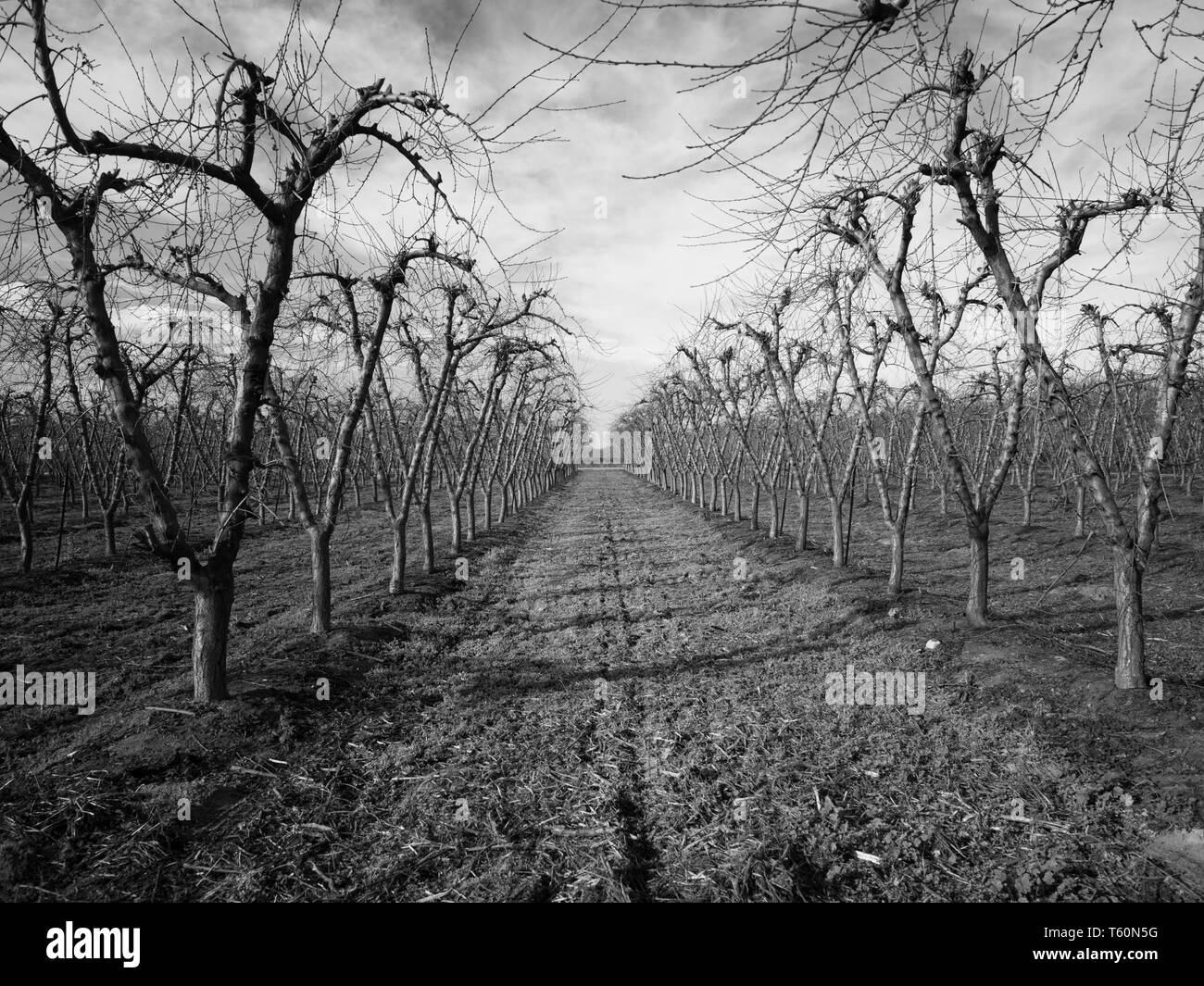 Rows of nut trees, San Joaquin Valley. Stock Photo