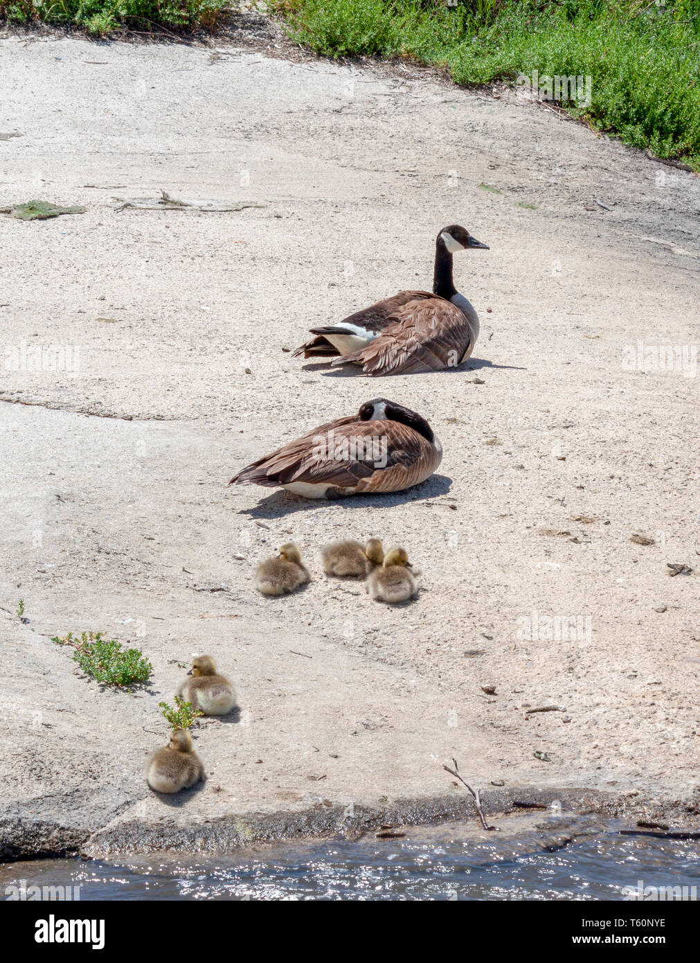 Canada goose family resting on a sunny day in spring  at upper bay Newport ecological reserve  in California Stock Photo