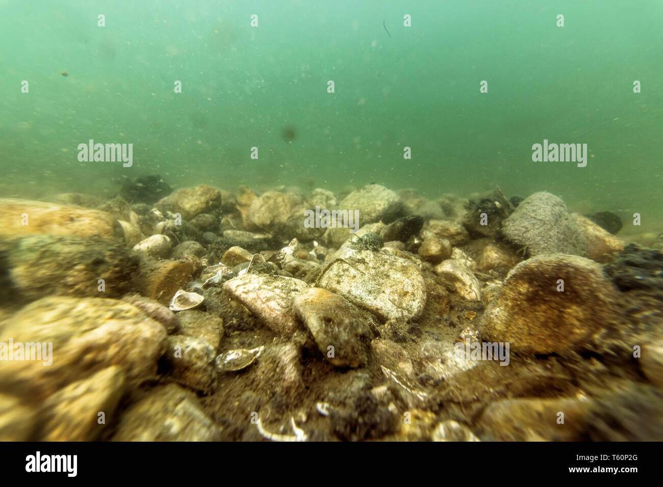 Underwater Pebbles Rivers and Lakes Freshwater, Pebbles on Riverbed ...