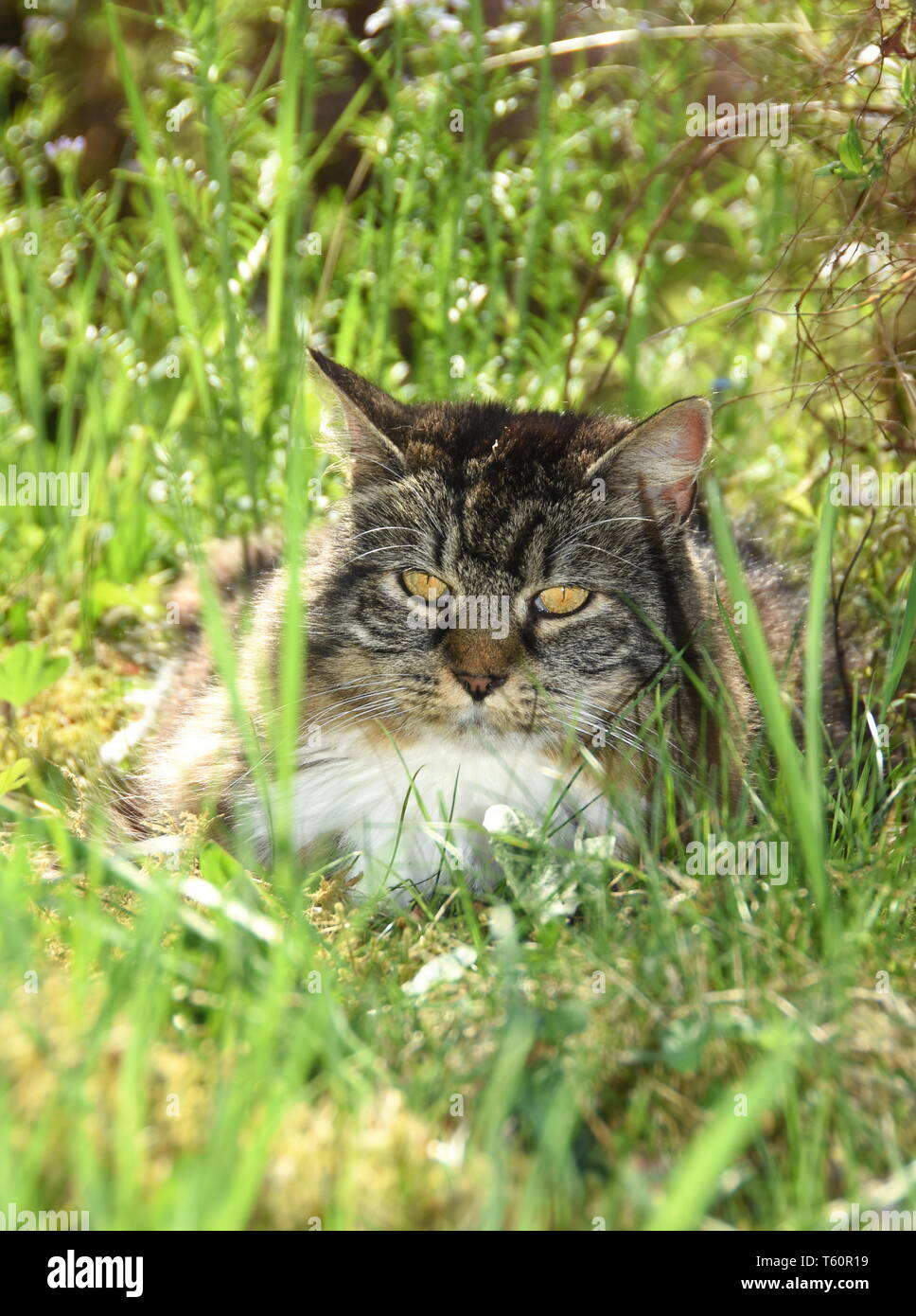 Cat garden grass hi-res stock photography and images - Alamy