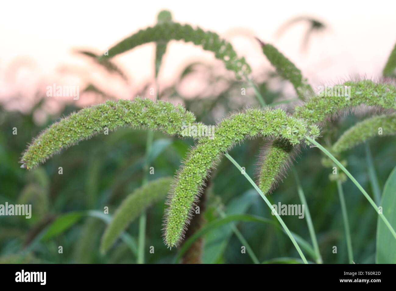 Bast Carex Background In Sunlight Stock Photo