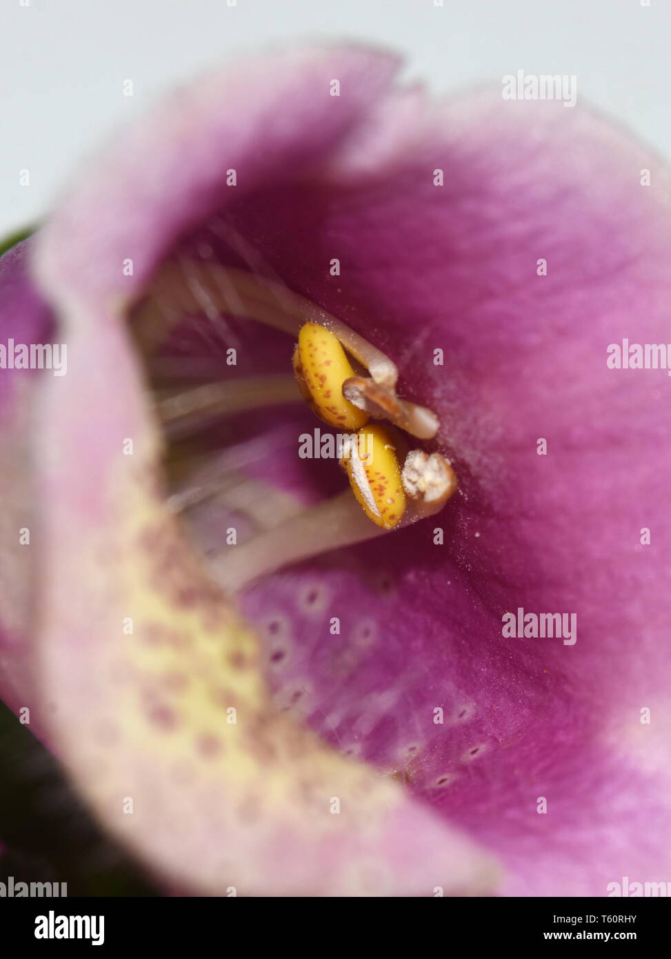 Closeup on yellow anthers inside a pink foxglove Digitalis purpurea flower Stock Photo