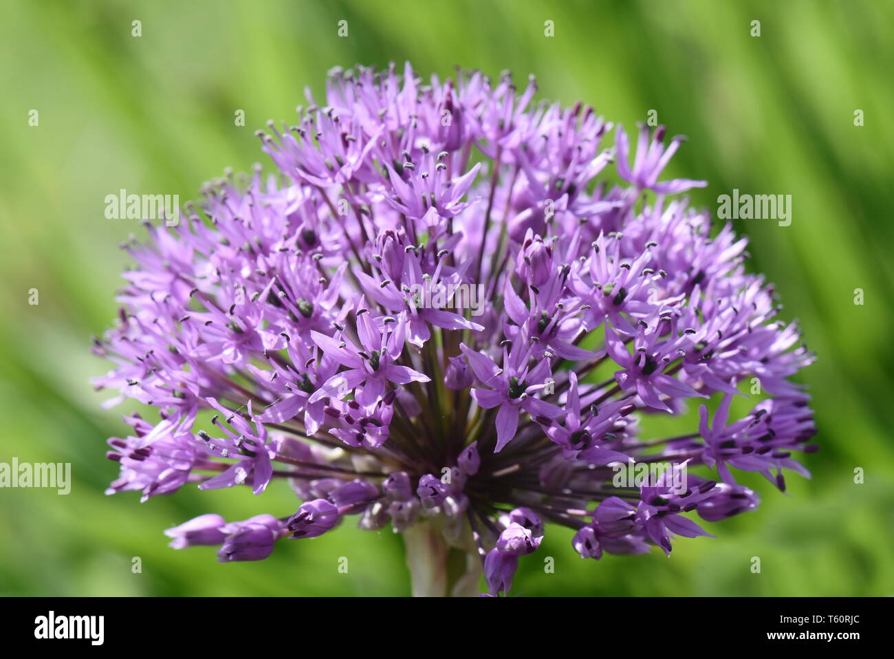 Close-up on Purple Allium flowerhead Stock Photo