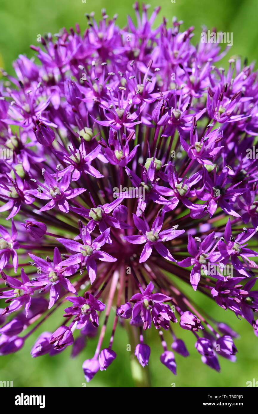 Close-up on Purple Allium flowerhead Stock Photo