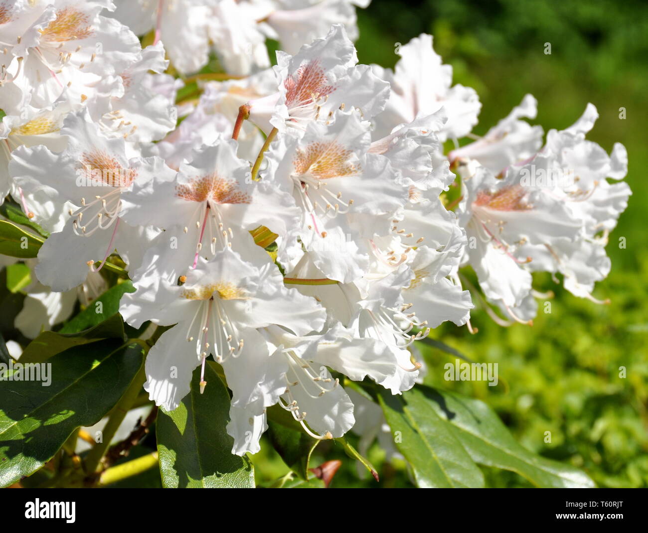 Closeup on white Rhododendron flowers Stock Photo