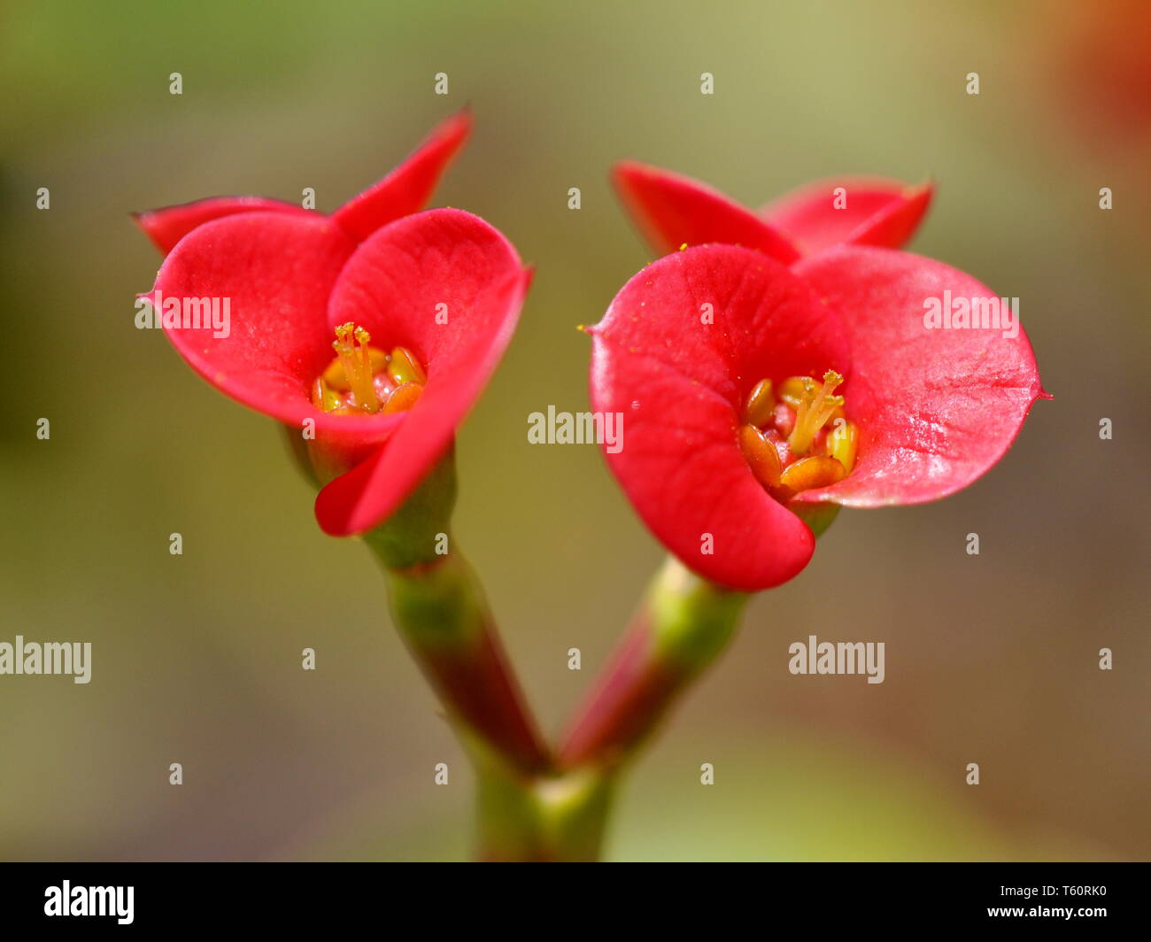 Closeup on the flowers of a Christ thorn plant Euphorbia milli Stock Photo