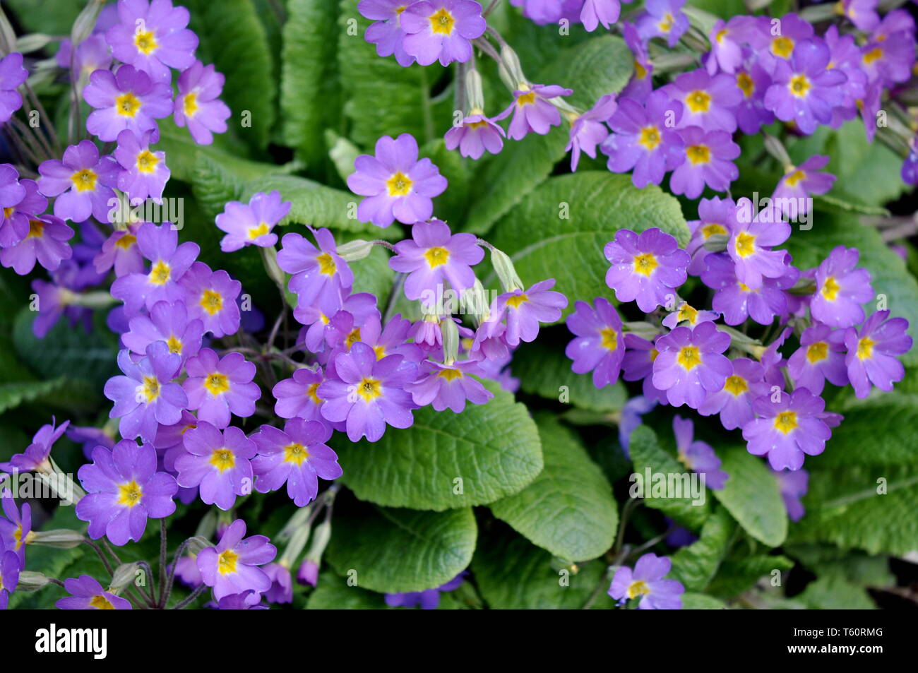 Group of purple primrose Primula pruhoniciana Stock Photo