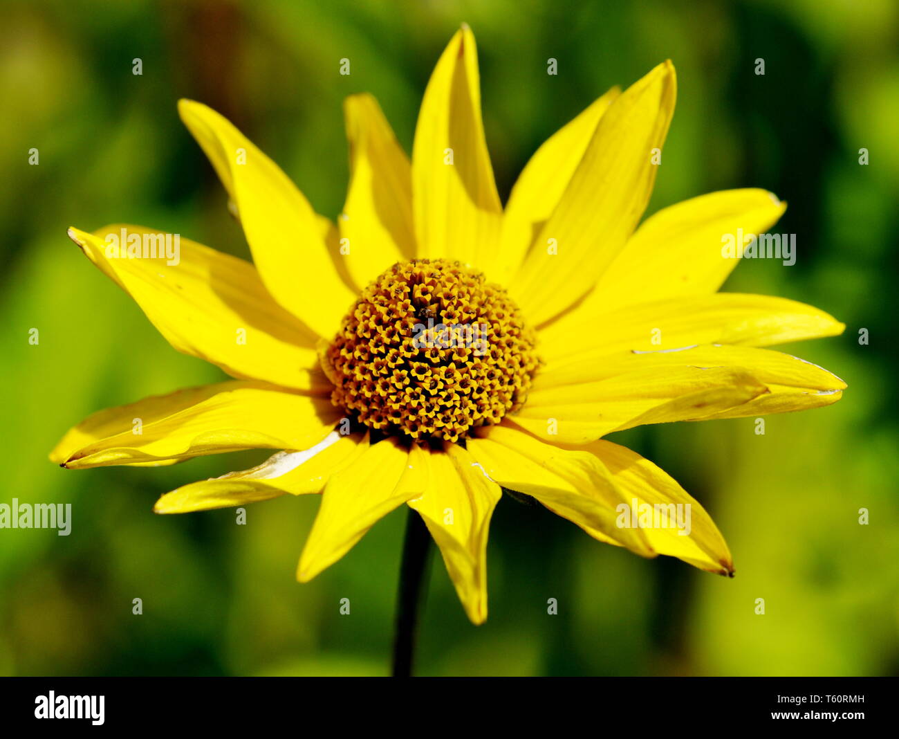 Closeup on yellow Ox eye Heliopsis helianthoides daisy flower Stock Photo