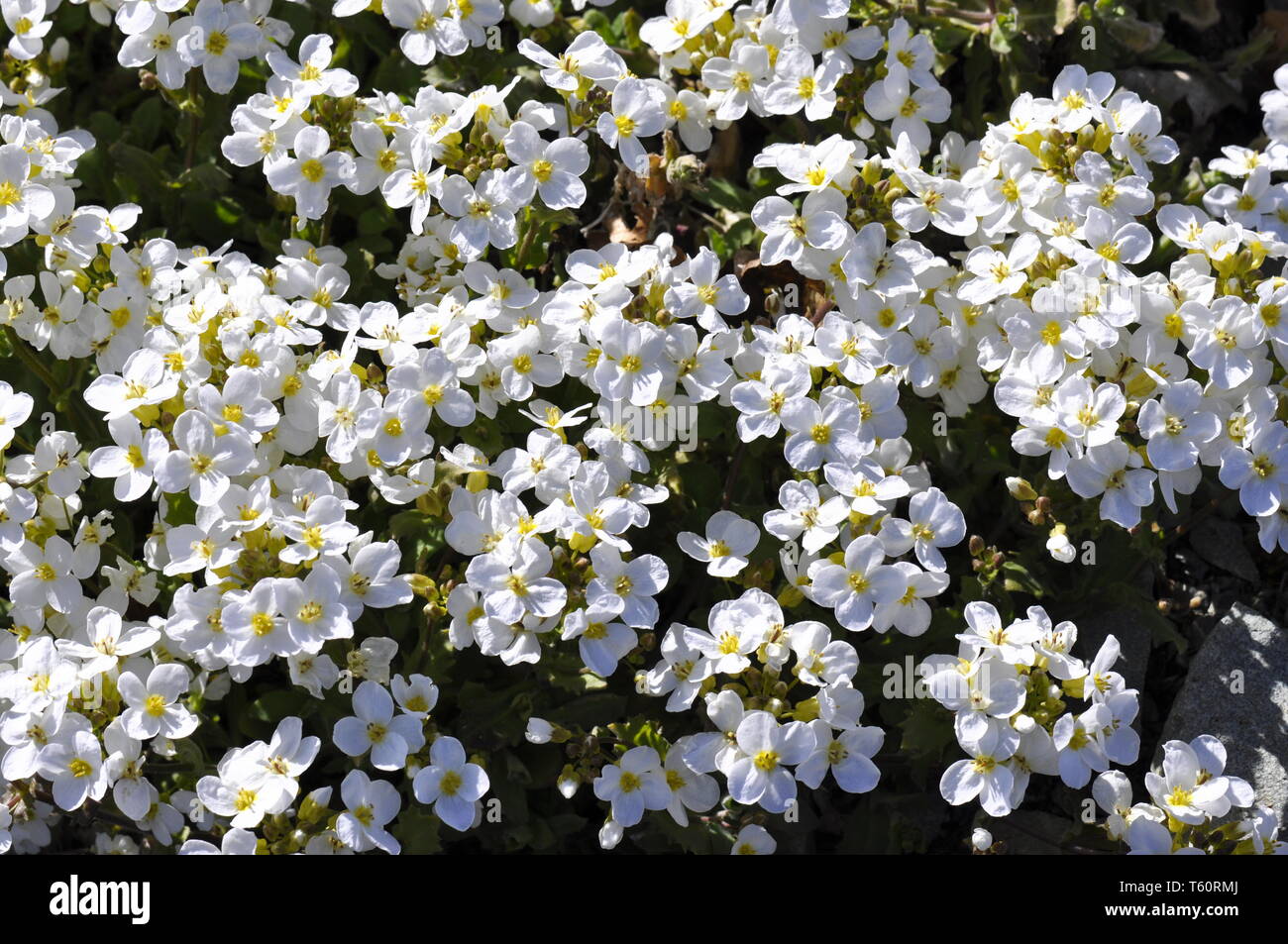 Flowering Alpine rock-cress Arabis alpina Stock Photo