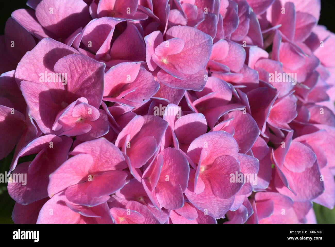 Closeup on pink mophead flower Hydrangea macrophylla with blue edges Stock Photo