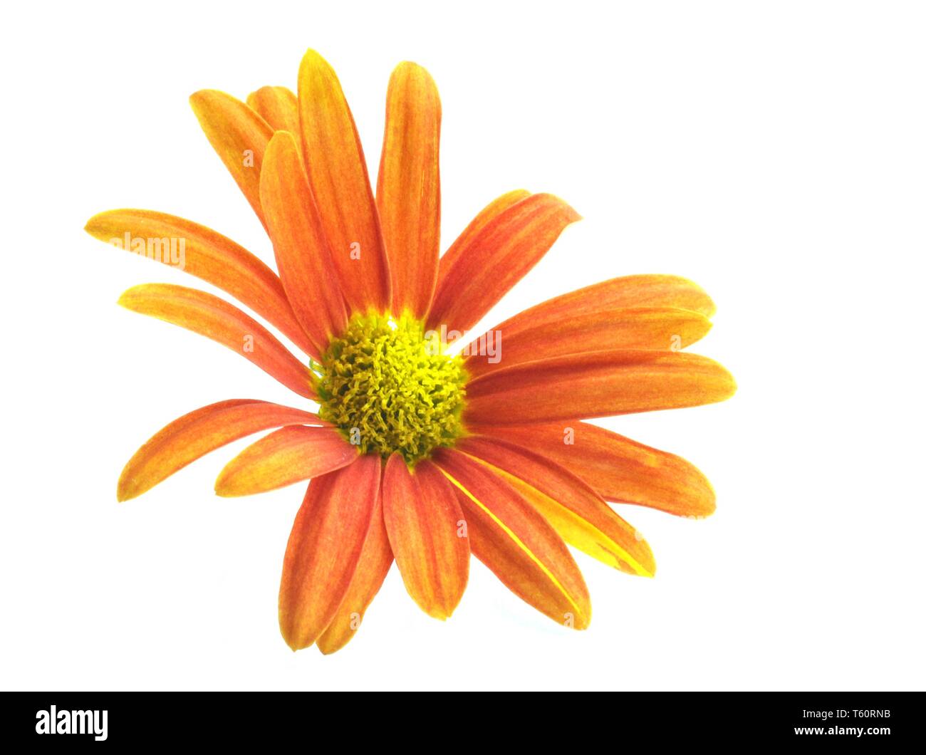 Orange daisy flower on white background Stock Photo