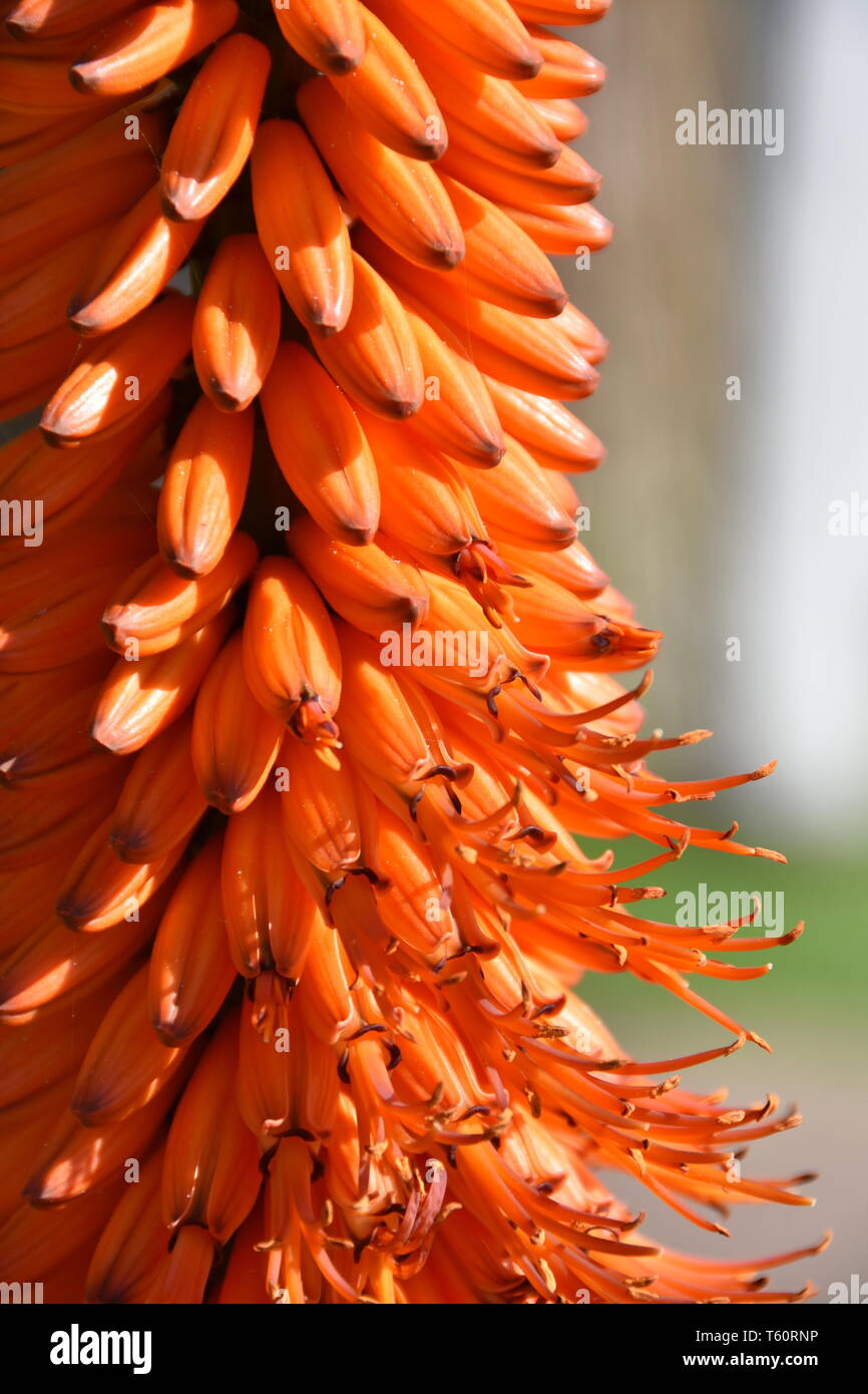 Closeup on flowering Aloe plant with orange flowers Stock Photo