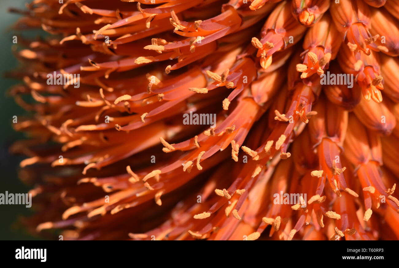 Closeup on flowering Aloe plant with orange flowers Stock Photo