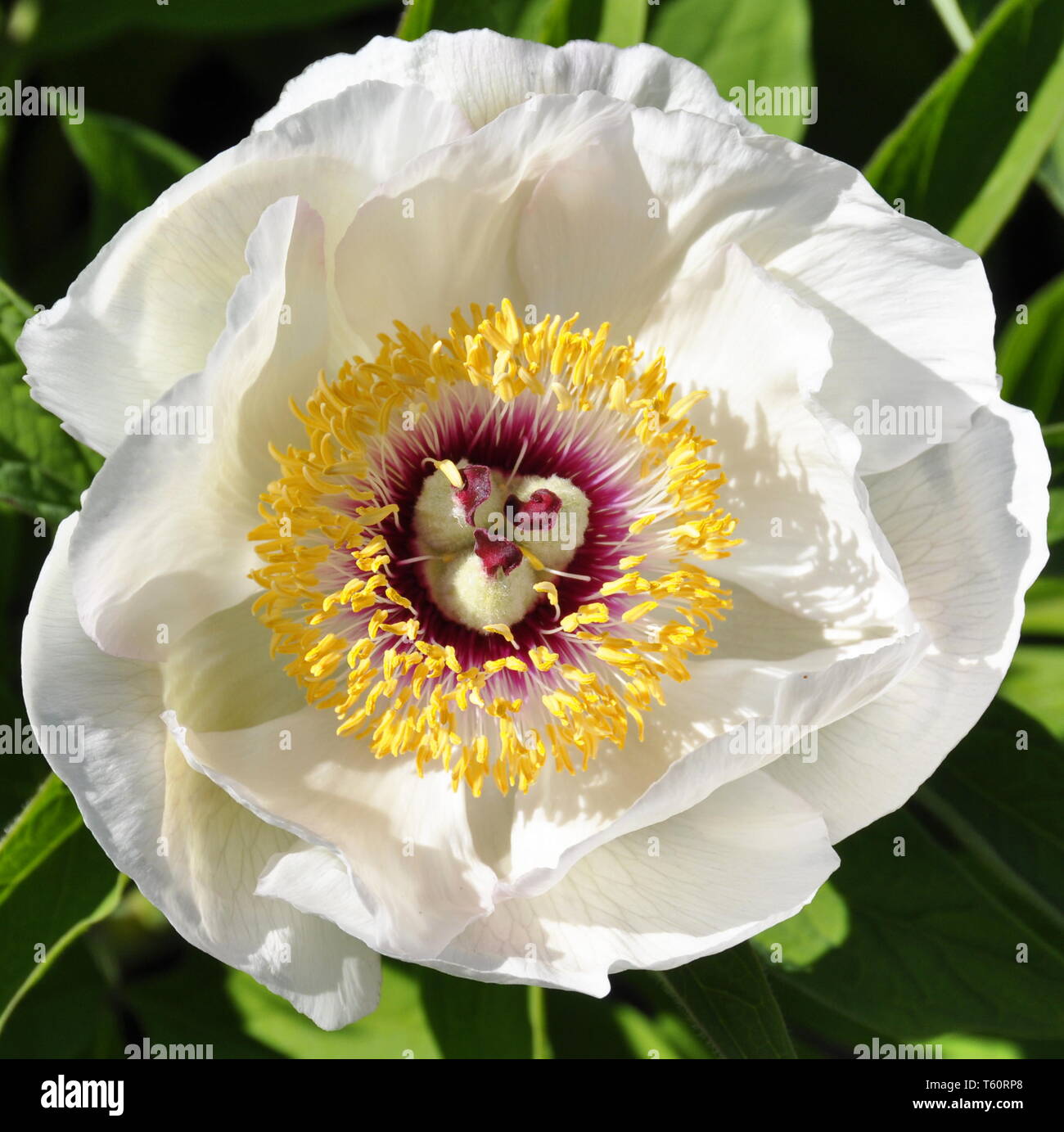 Wittmann's peony with white flower Stock Photo