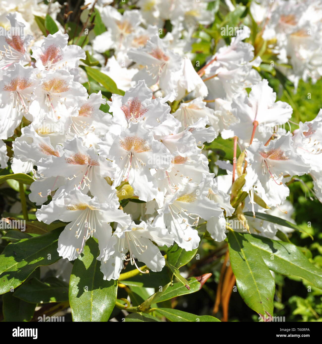 Closeup on white Rhododendron flowers Stock Photo