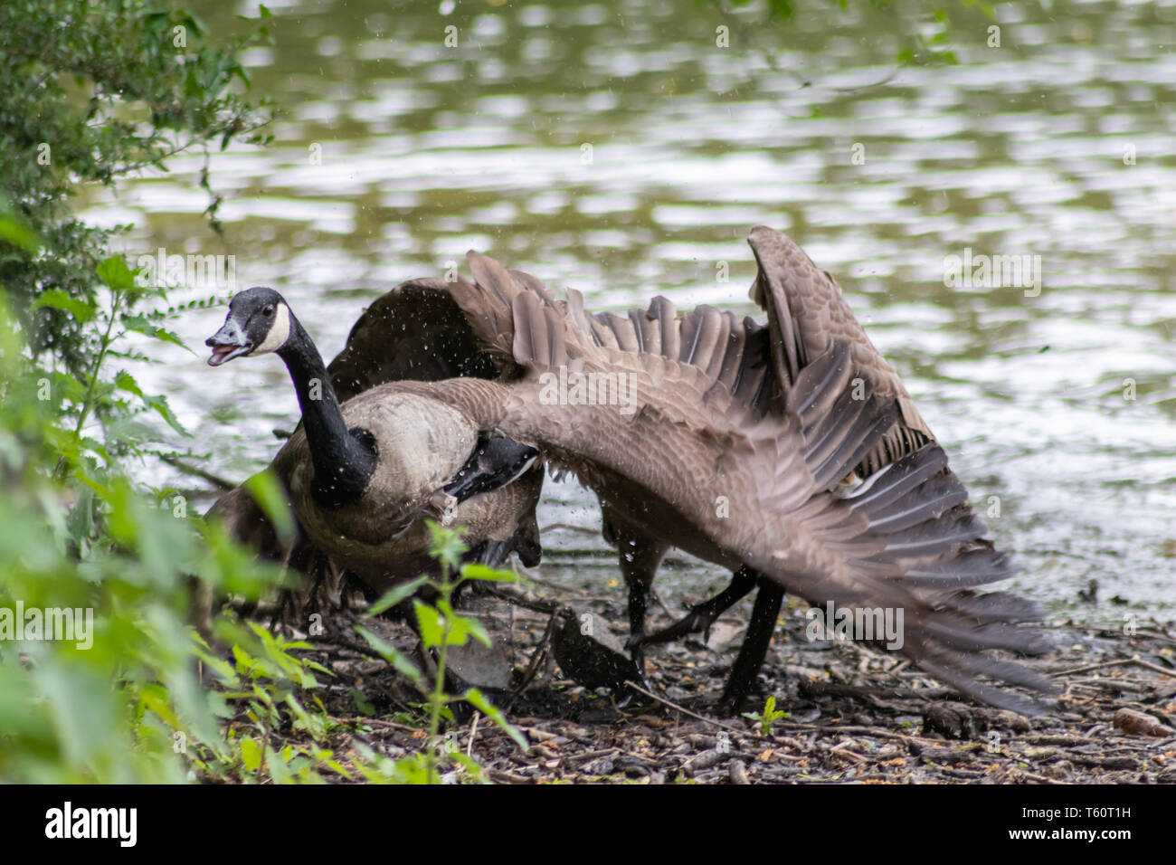 Two fighting male canada gooses fight an aggressive conflict for females in mating season for pairing and territorial fight Stock Photo