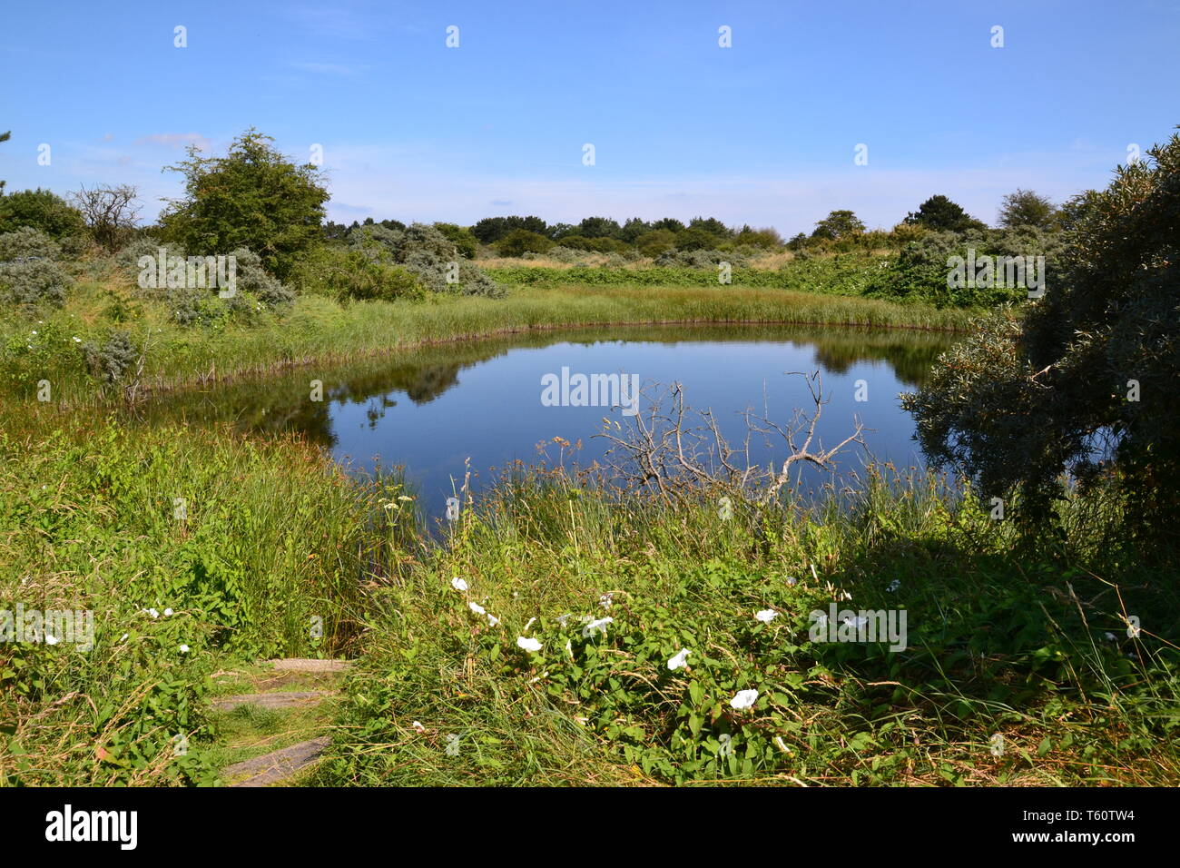 Gibraltar Point National Nature Reserve, managed by Lincolnshire Wildlife Trust. Near Skegness
