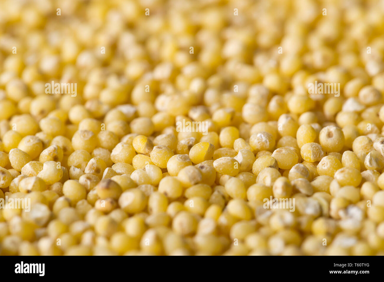 Pile of golden millet, a gluten free grain seed, frame filling with selective focus Stock Photo