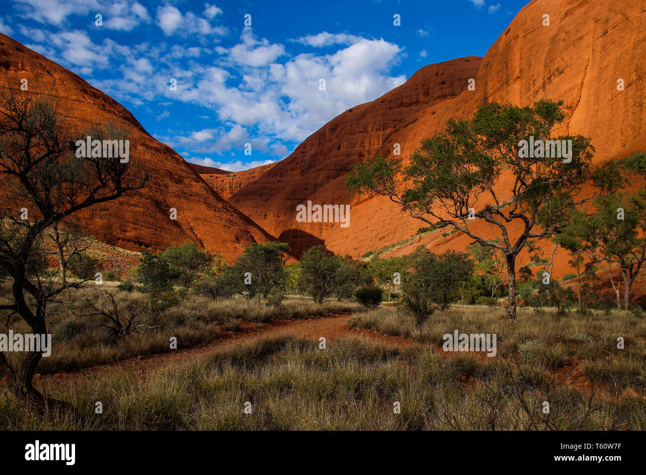 Path through Desert Valley in the Olgas in the Kata Tjuta National Park with Desert Bushland and blue Sky in the Red Heart of Australia Stock Photo