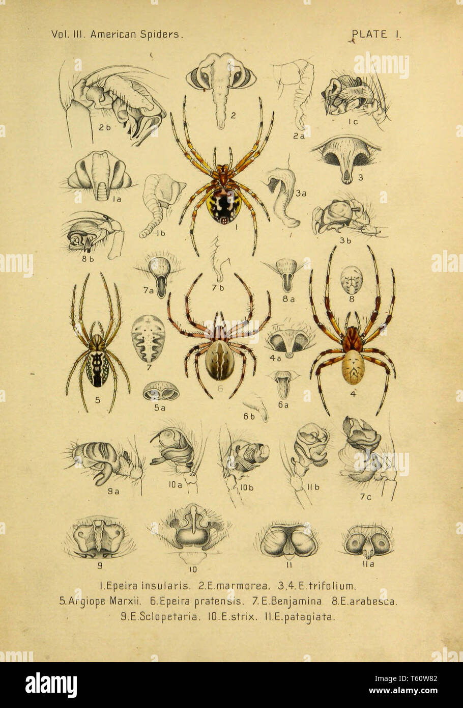 Spiders as Interior Designers