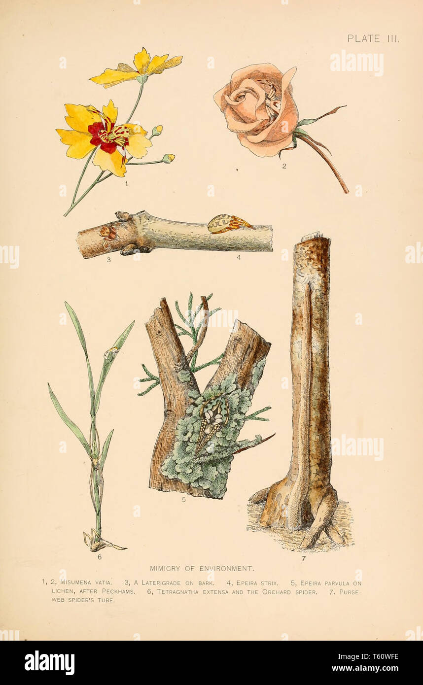 Beautiful Vintage Hand Drawn Illustrations Of Exotic Spiders From Old Book It Can Be Used As Poster Or Decorative Element For Interior Design Stock Photo Alamy