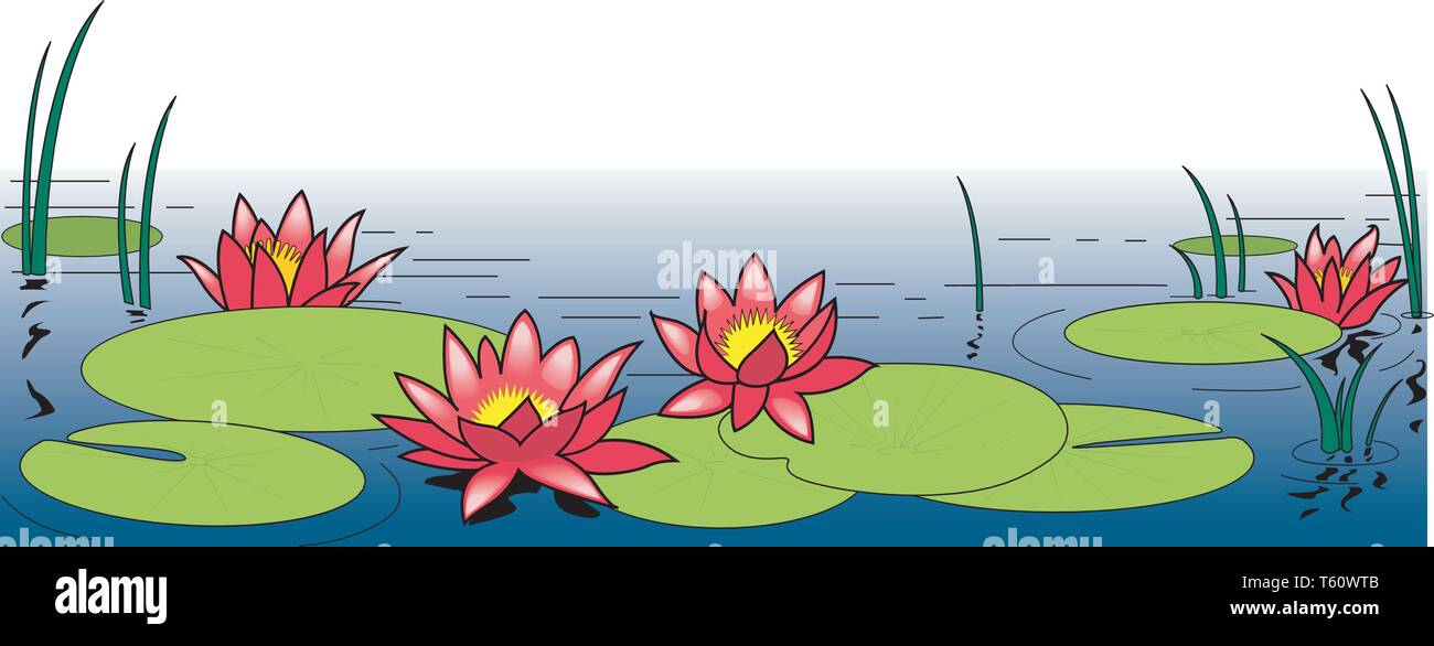 Water lilies illustration vector hi-res stock photography and images ...