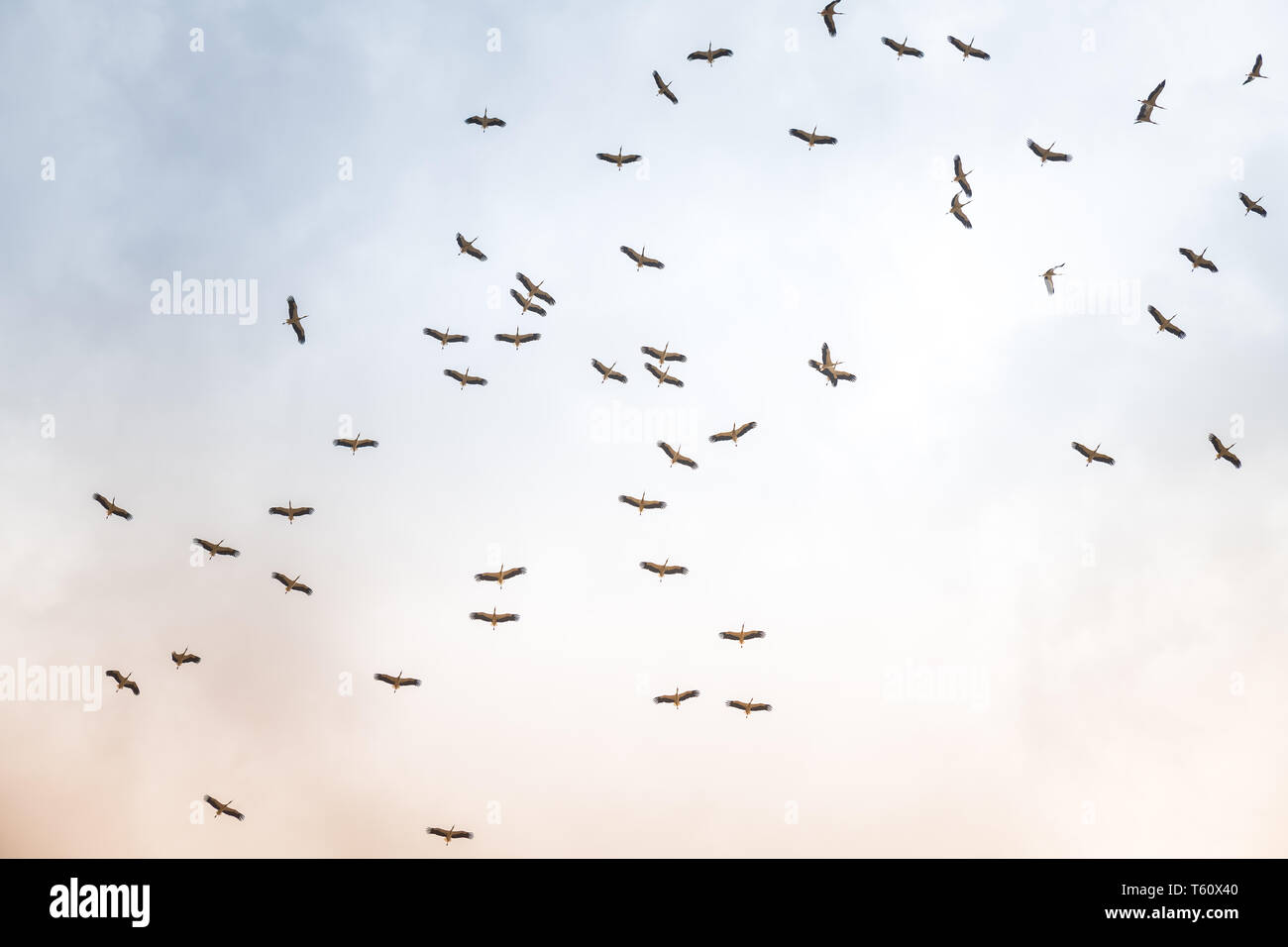 Israel, Negev, a flock of migrating storks fly over a cultivated field. Birds are a major pest to farmers Stock Photo