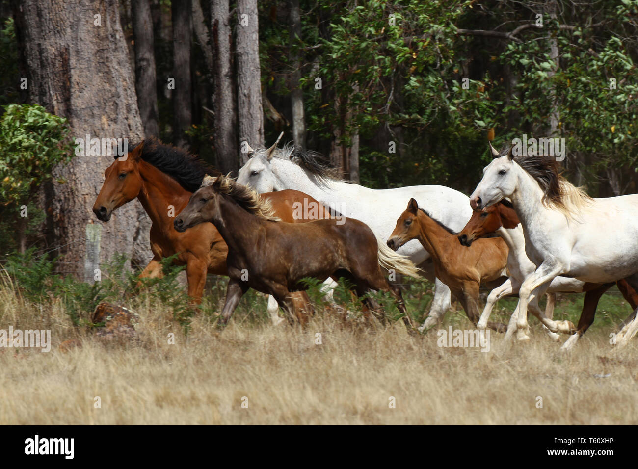 Brumby High Resolution Stock Photography and Images - Alamy