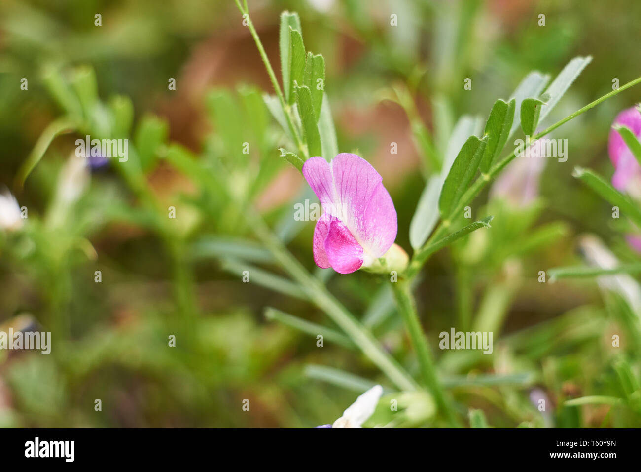 A close up shot of a Japanese vetch (Vicia angustifolia) flower growing in a park. Stock Photo