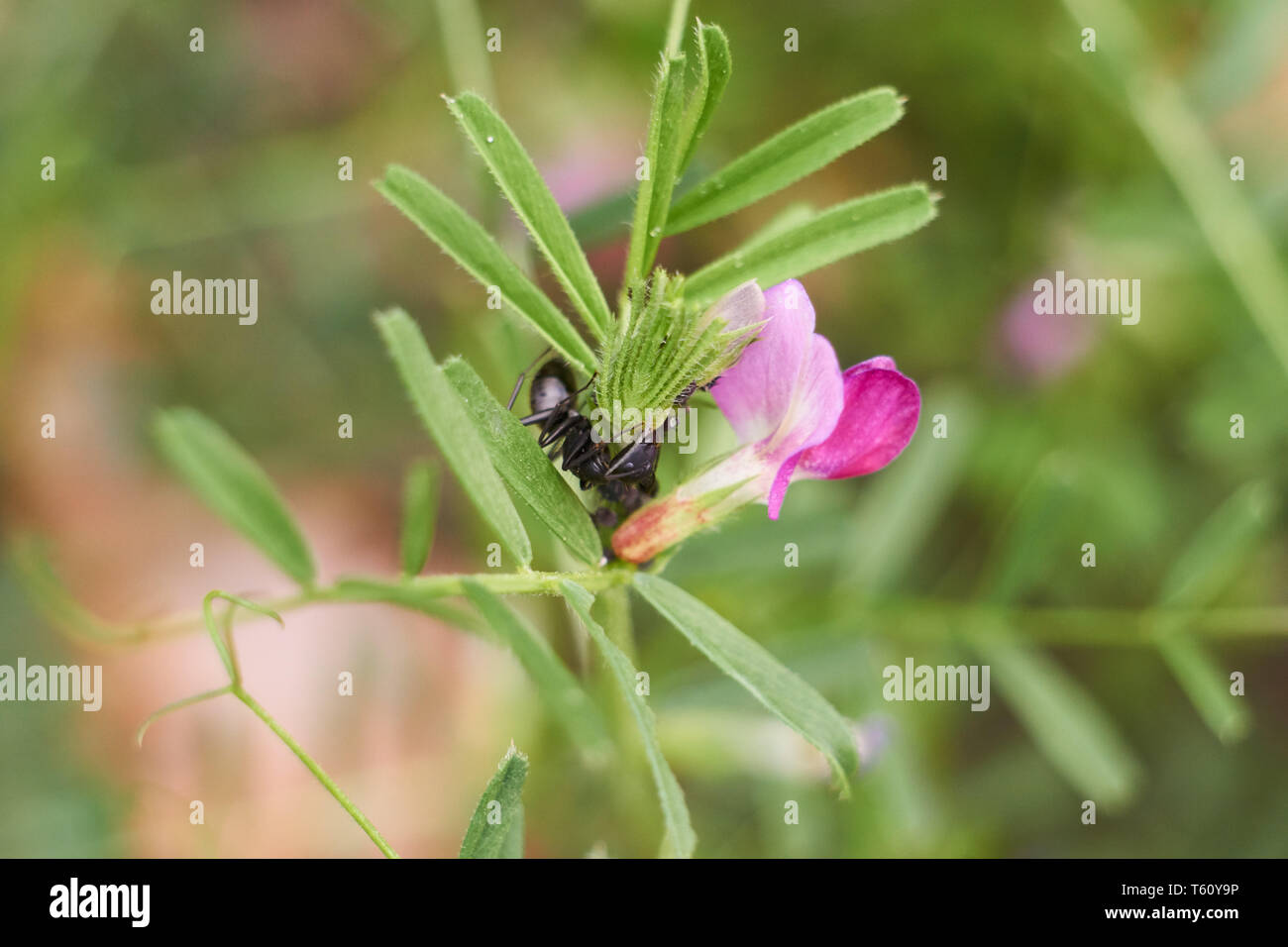 A close up shot of Japanese vetch (Vicia angustifolia) flower growing in a park with large black ant harvesting honeydew from black aphids. Stock Photo