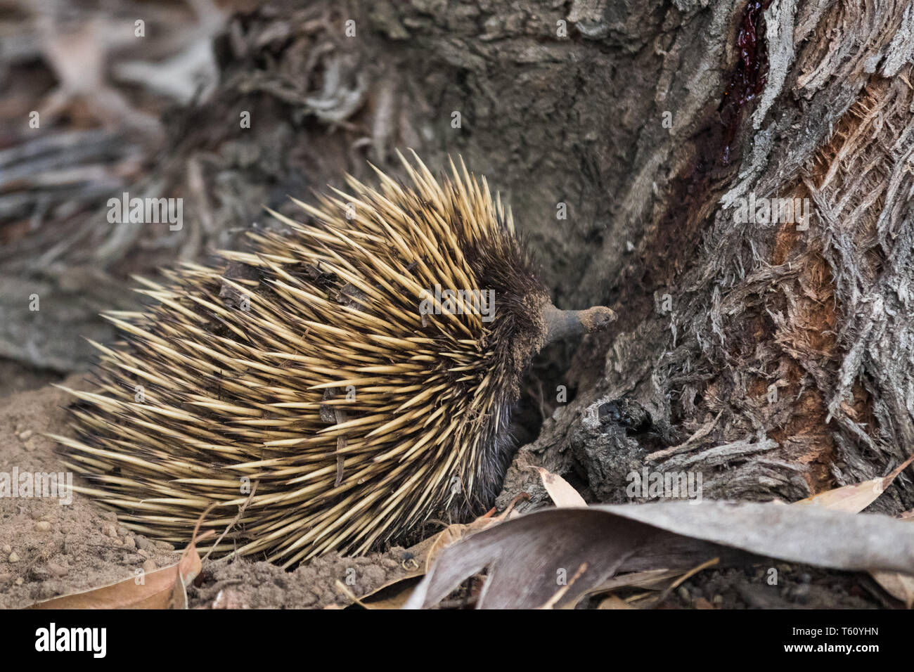 Wild short-beaked echidna with dirty muzzle. Tachyglossus aculeatus ...