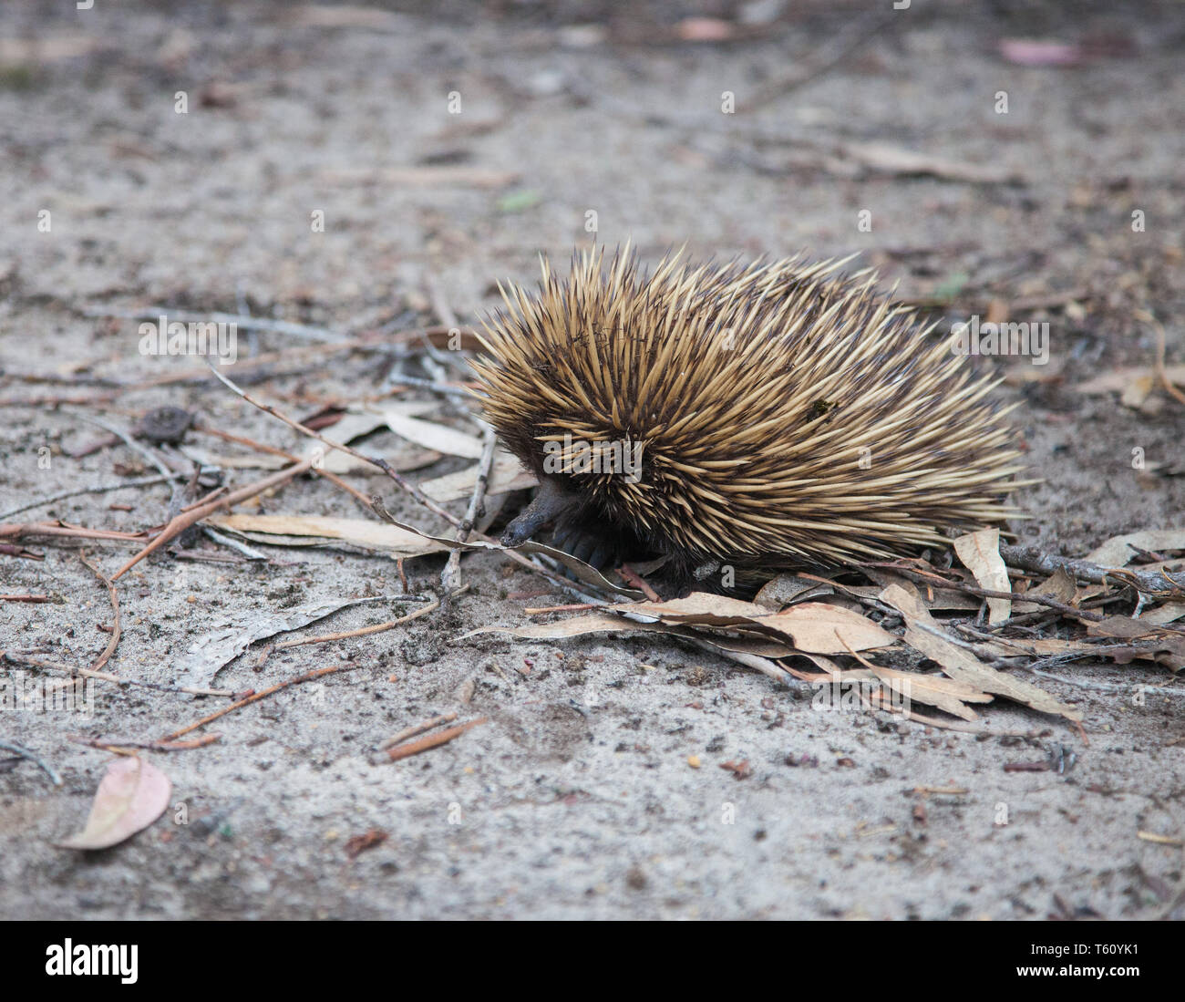 Wild short-beaked echidna with dirty muzzle walking between dry brown ...