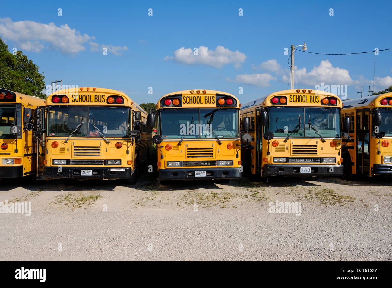 Classic American yellow school buses Stock Photo Alamy