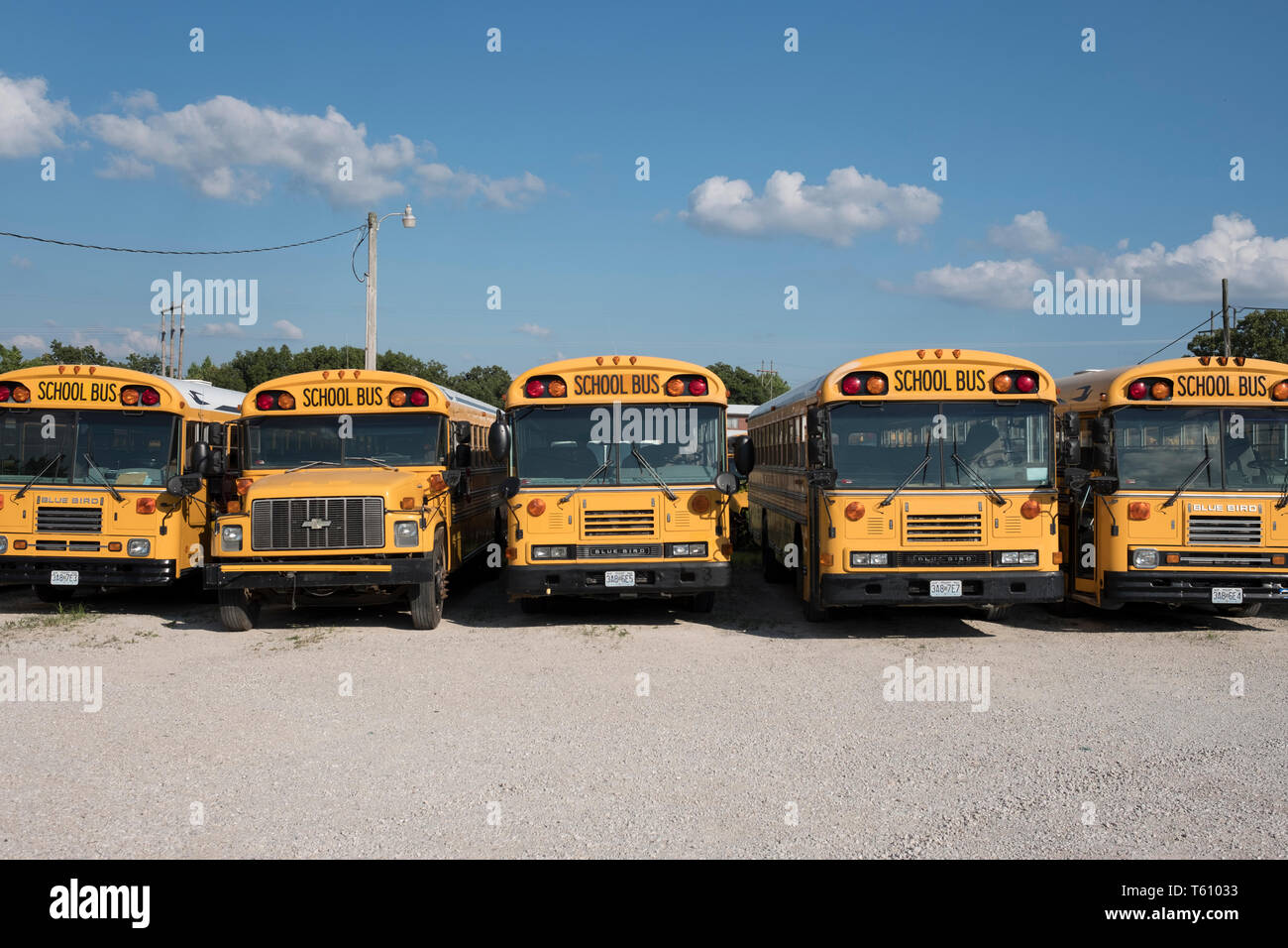 Classic American yellow school buses Stock Photo - Alamy