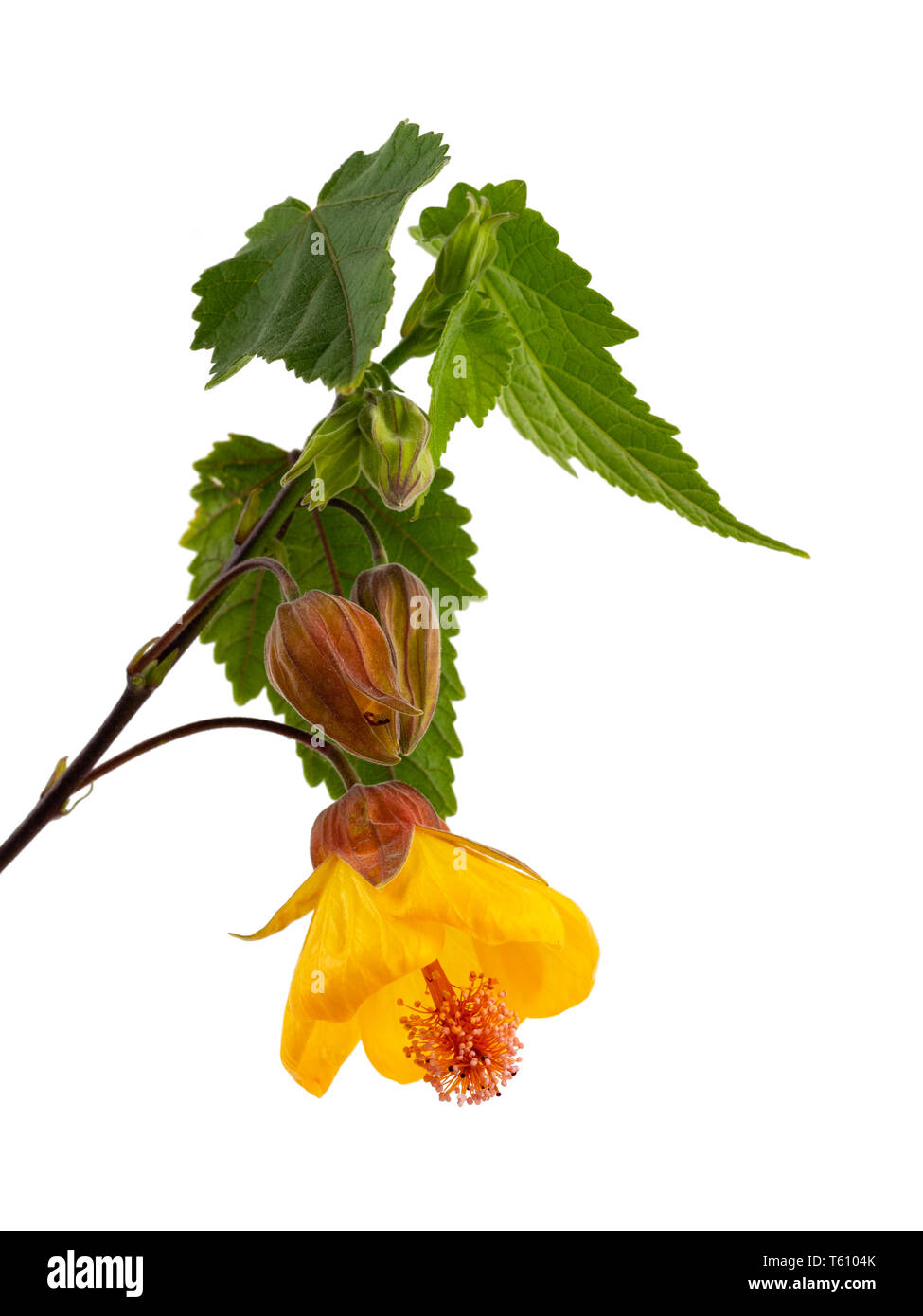 Studio portrait of the lax growing wall shrub, Abutilon 'Waltz', on a white background Stock Photo