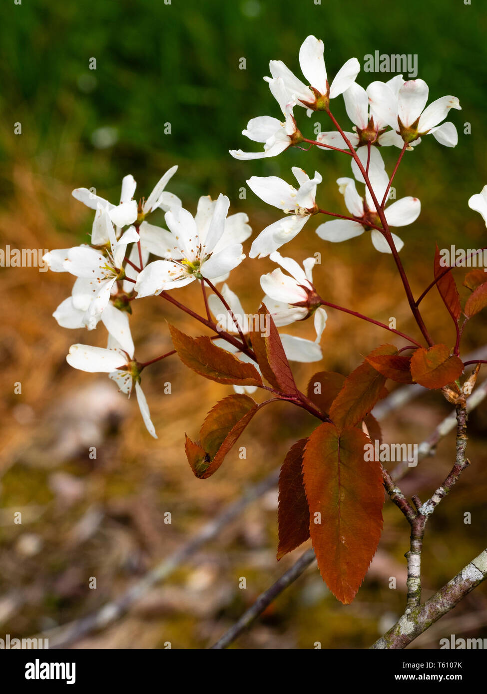Pure white flowers of the snowy mesilpus, Amelanchier laevis 'Snowflakes', contrast with coppery young foliage in their spring display Stock Photo