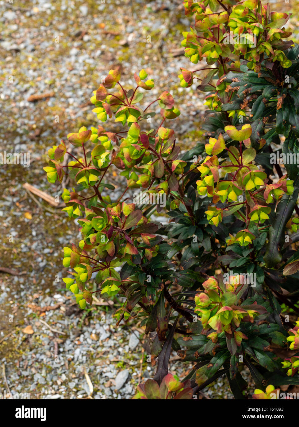 Spring flower spikes of the dark leaved form of the UK native wood spurge, Euphorbia amygdaloides 'Purpurea' Stock Photo