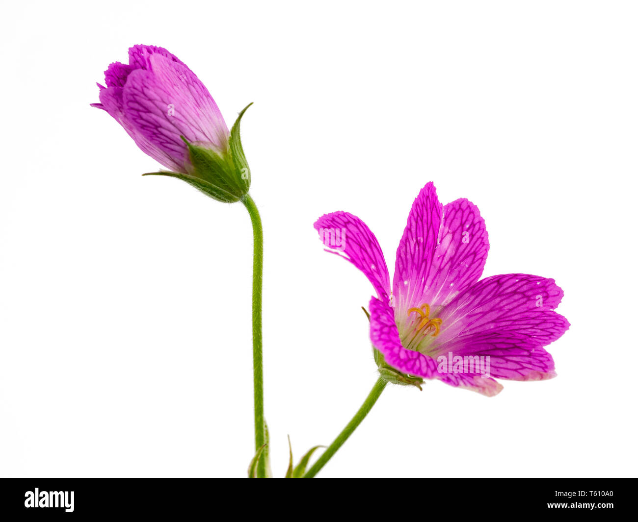 Opening and open flower of the hardy cranesbill, Geranium endressii, on a white background Stock Photo
