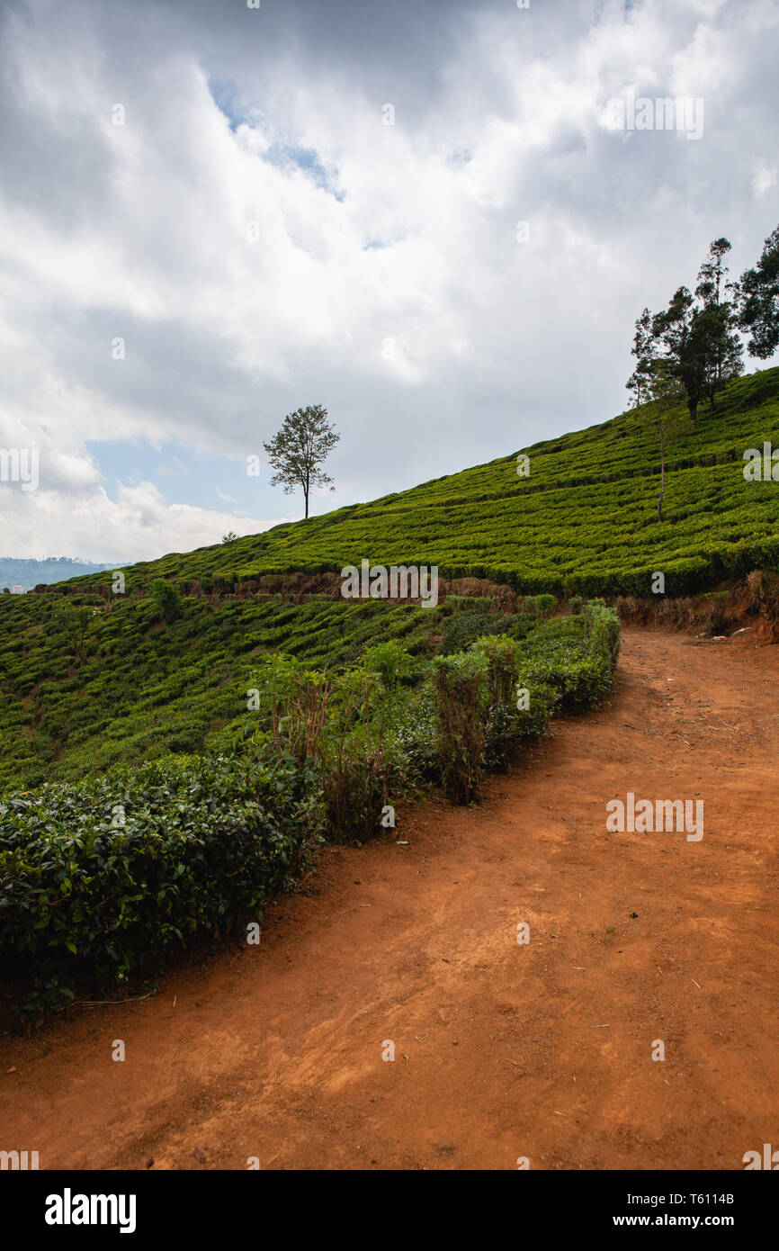 Nuwara Eliya tea plantation in Sri Lanka. Nuwara Eliya is the most important place for tea plantation and production in Sri Lanka. Stock Photo