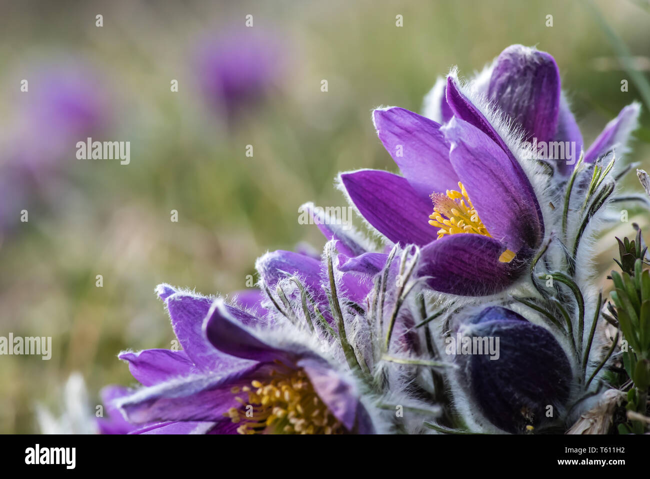 A pasque flower or Anemone pulsatilla (Pulsatilla vulgaris) against the light so the silver-grey hair stands out and the beautiful yellow stamen and p Stock Photo
