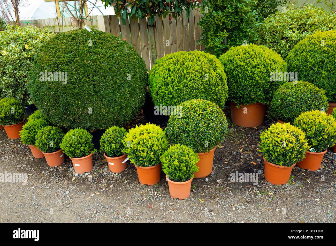 Buxus Ball Potted Box Bushes Feature Plants For Sale In A Durham