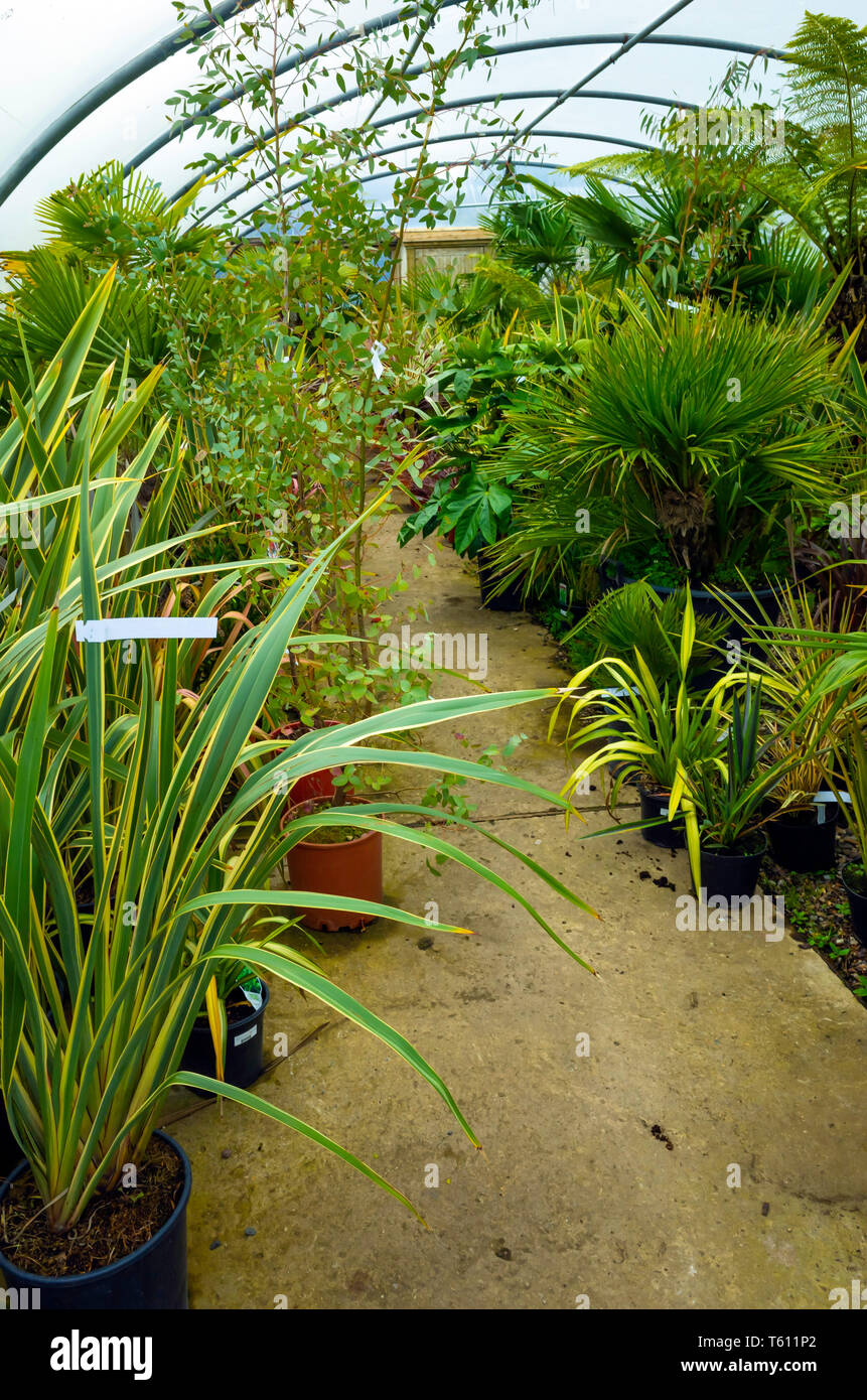 A Collection Of Palms Ferns And Exotic Feature Plants For Sale In