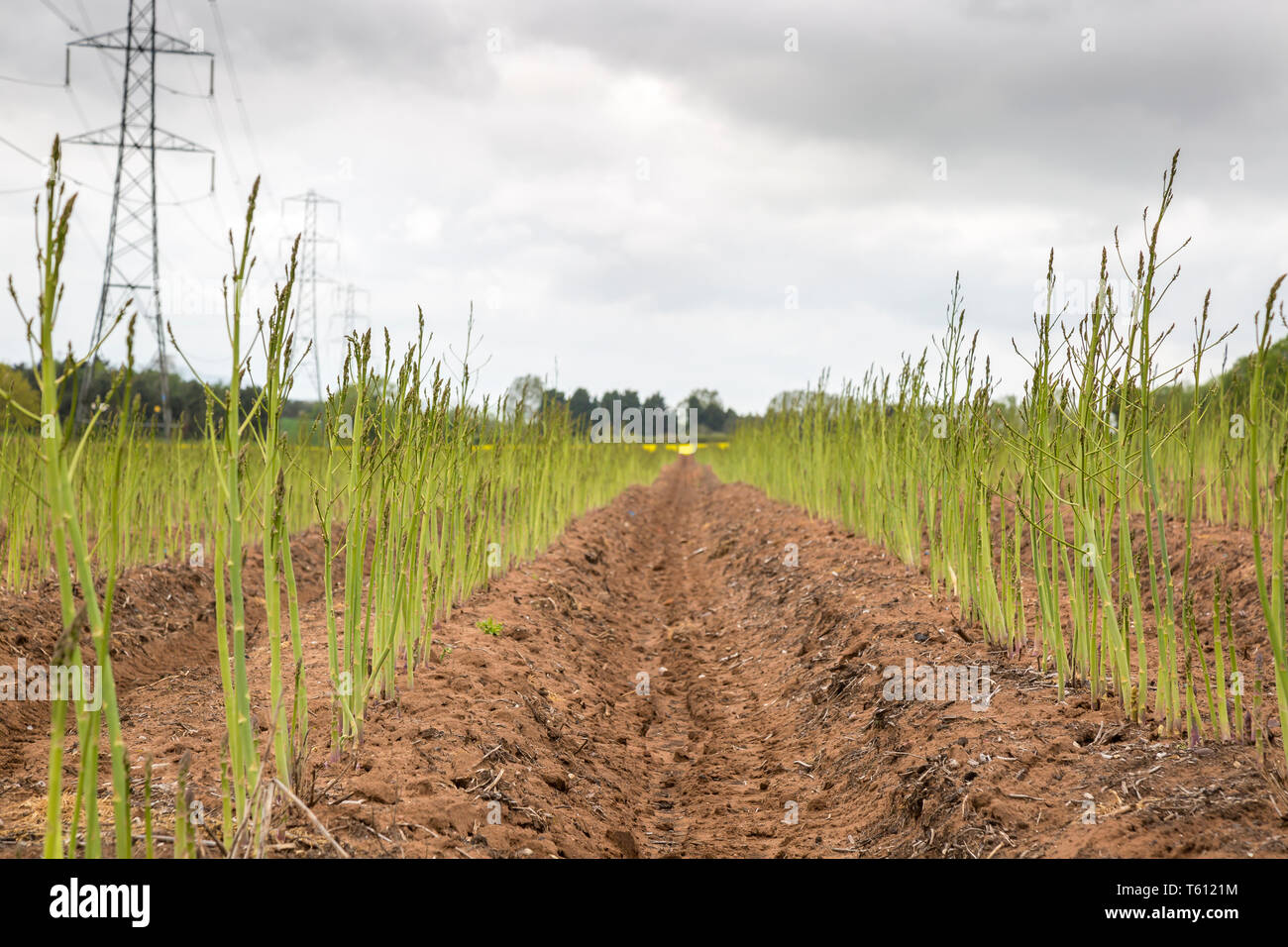 Close up of farmer's field growing vegetable asparagus spears in the UK