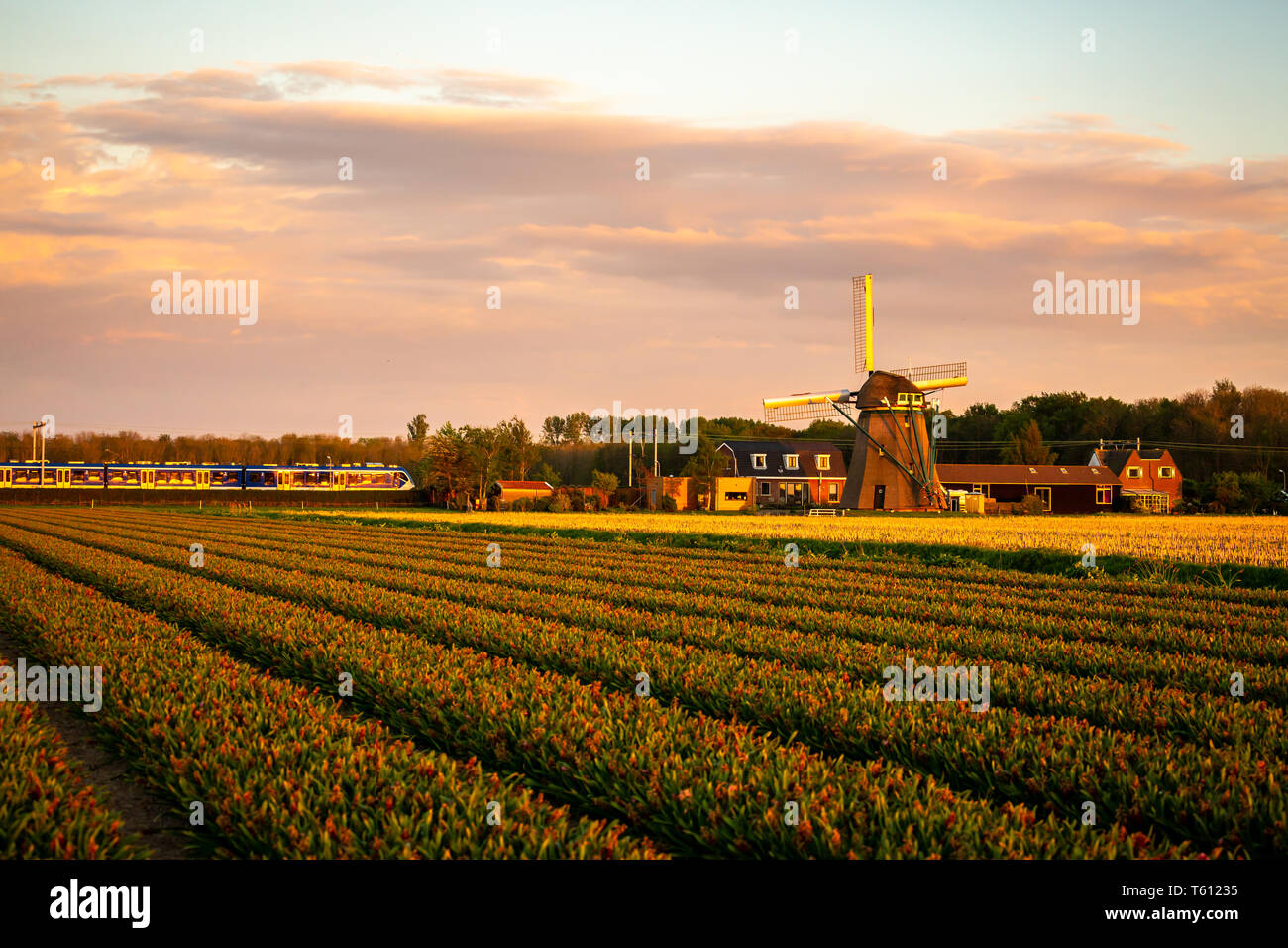 Dutch agriculture field with windmill at sunset Stock Photo