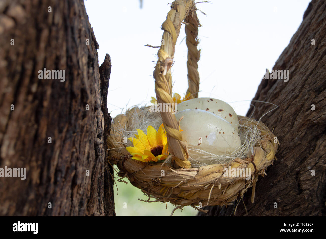 Two quil eggs in basket between tree bark - easter concept Stock Photo