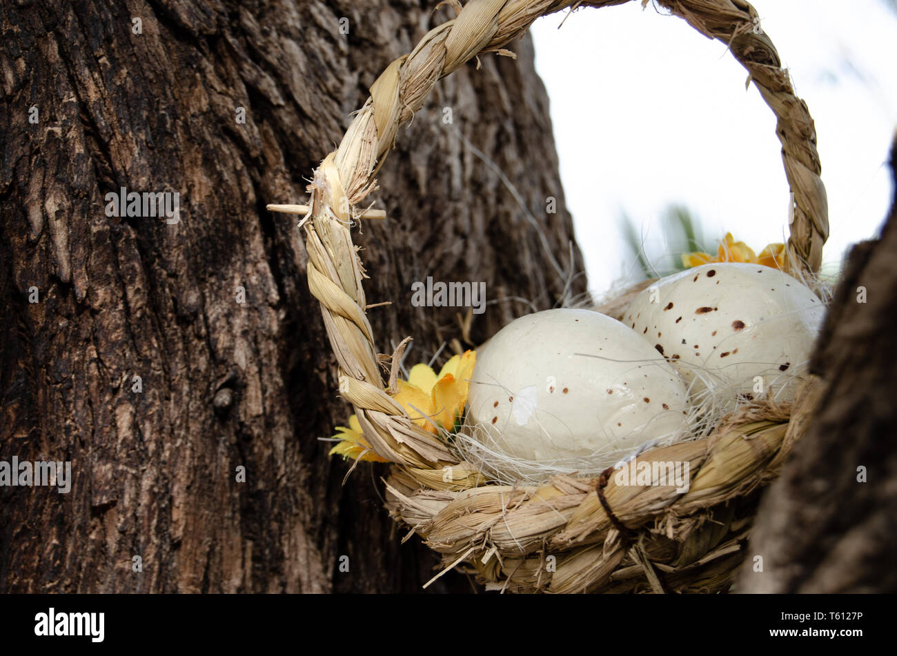 Two quil eggs in basket between tree bark - easter concept Stock Photo