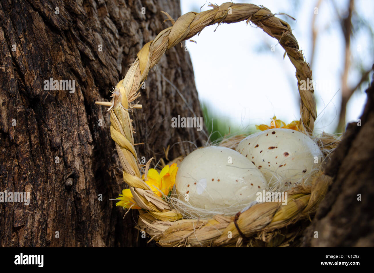 Two quil eggs in basket between tree bark - easter concept Stock Photo