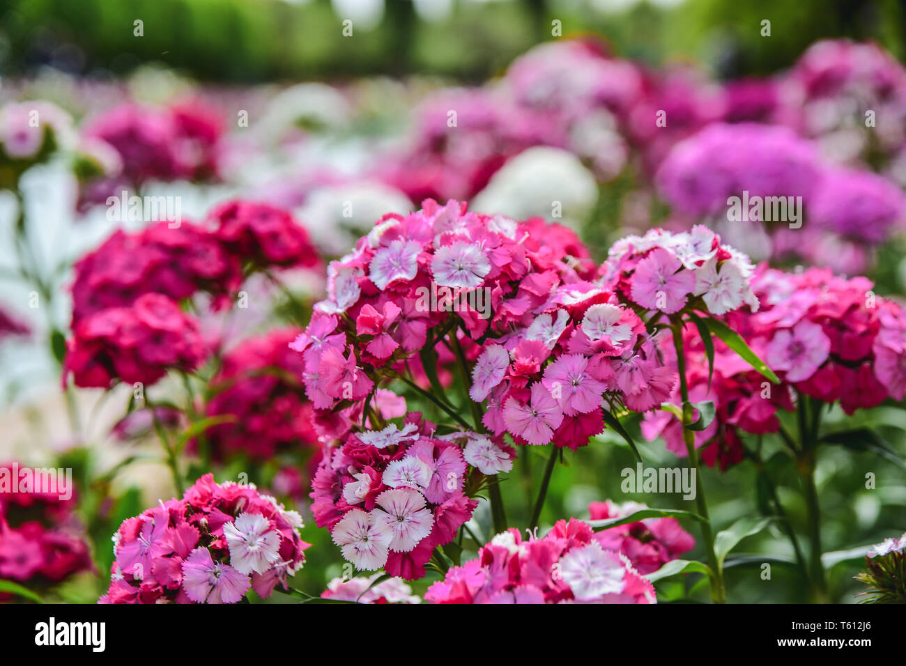 Close-up blooming carnation glory pink flower Dianthus barbatus. Pink and purple flowers. Species of Dianthus barbatus Stock Photo