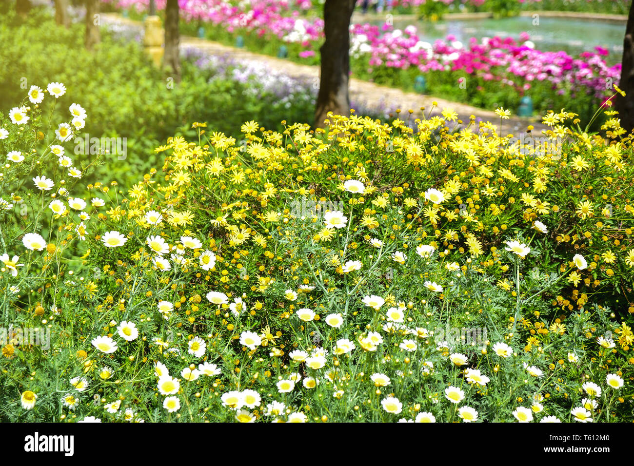 Garden with walk, trees and several flowers. Sunlight oxeye and carnation flowers cultivated. Stock Photo